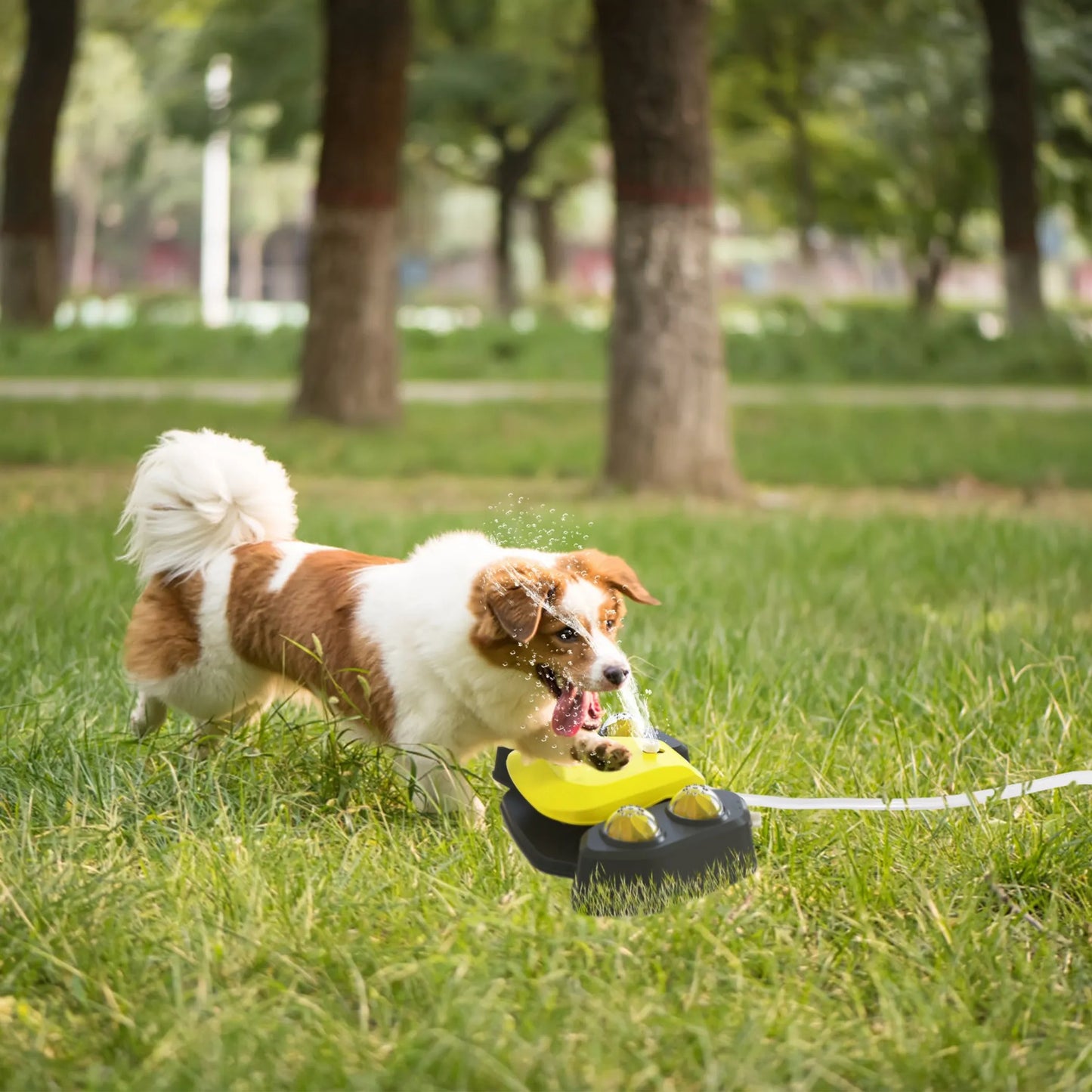 Dog Water Fountain Multifunctional Automatic Pet